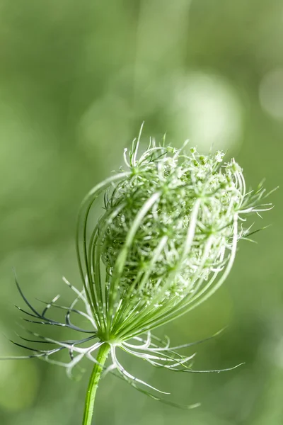 野生のニンジンの花のクローズ アップ。垂直方向の画像. — ストック写真