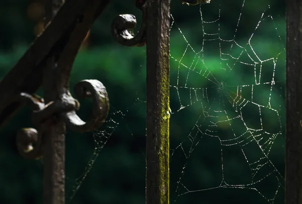 Cobweb on the iron fence. Halloween background. Shallow depth of — Stock Photo, Image