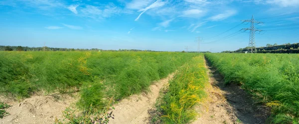 Panoramisch uitzicht op de aspergevelden. — Stockfoto