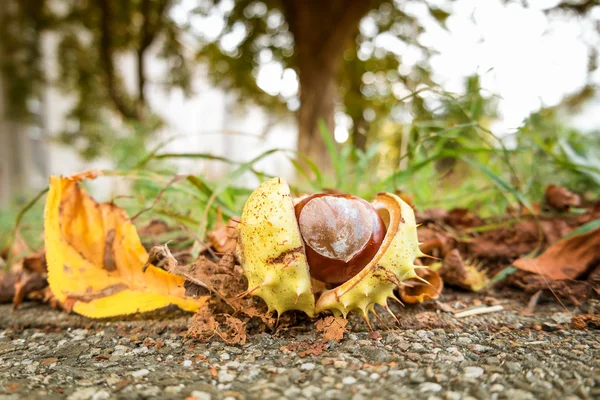 Castanha com fecho de crosta. Imagem tonificada . — Fotografia de Stock