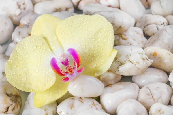 Gelbe Orchidee auf nassen Kieselsteinen Hintergrund. — Stockfoto
