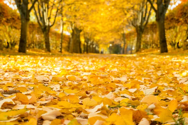 Linden alley in autumn. Shallow depth of field — Stock Photo, Image