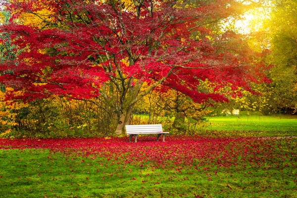 Bank in een stadspark. Herfst landschap — Stockfoto