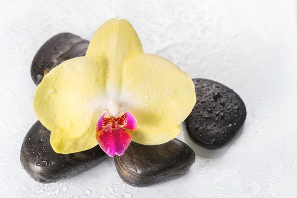 Orquídea amarilla y piedras zen . — Foto de Stock