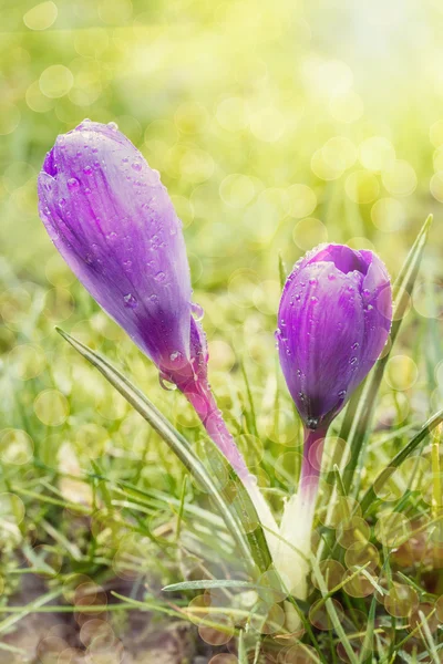 Crocus flowers in the morning dew — Stock Photo, Image