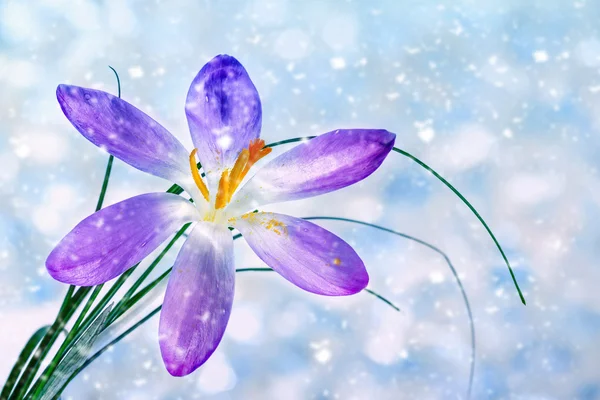 Crocus flor sob queda de neve — Fotografia de Stock