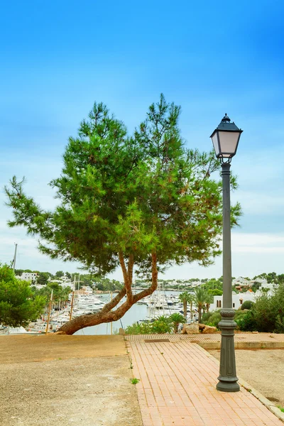 A háttérben az a port, Cala D'Or, Mallorca magányos fenyő, — Stock Fotó