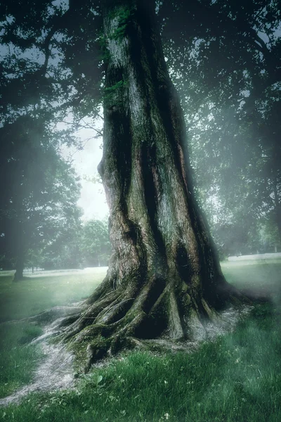 Велике дерево в тумані в чарівному лісі — стокове фото