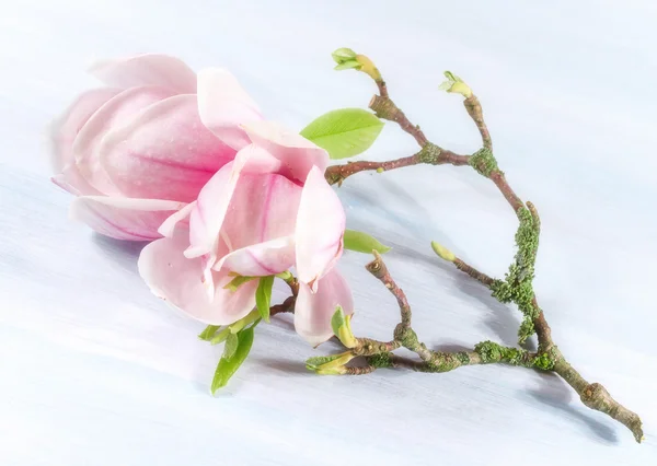 Achtergrond met magnolia bloemen. Voorjaar achtergrond. — Stockfoto