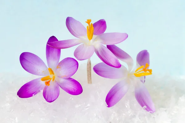 Krokusblüten im Schnee — Stockfoto