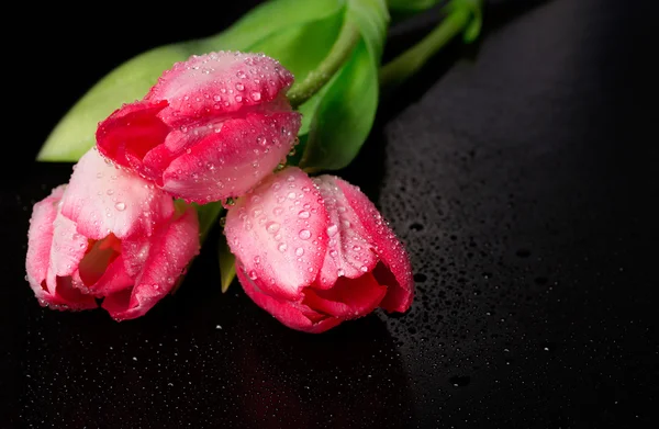 Spring flower pink tulips bouquet on black background. — Stock Photo, Image