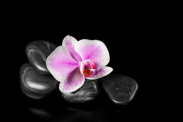 Orquídea rosa flor com pedras em um fundo preto — Fotografia de Stock