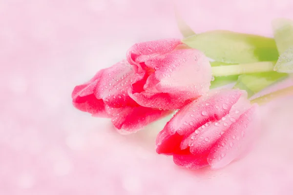 Spring flower pink tulips bouquet on pink background. — Stock Photo, Image