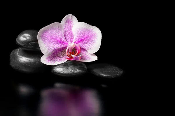 Orquídea rosa flor com pedras em um fundo preto — Fotografia de Stock