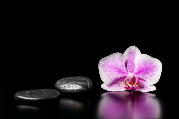 A kövek fekete alapon rózsaszín virág orchidea — Stock Fotó
