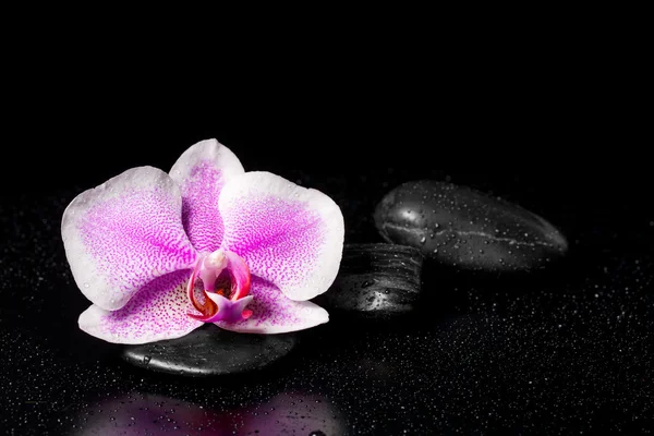 Orquídea rosa con piedras zen y gotas de agua sobre un fondo negro — Foto de Stock