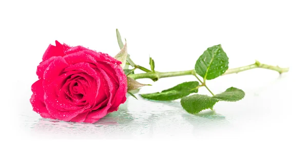 Eine Rose mit Tautropfen auf weißem Hintergrund — Stockfoto