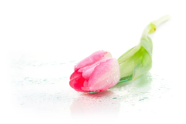 One tulip with drops of dew on a white background — Stock Photo, Image