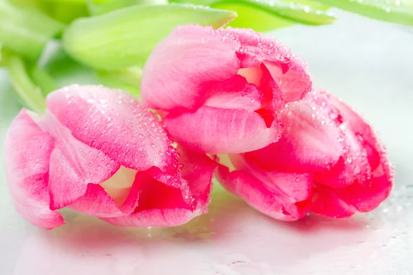 Trois tulipes avec des gouttes de rosée sur fond blanc — Photo