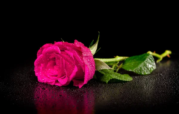 One rose with dew drops on a black background — Stock Photo, Image