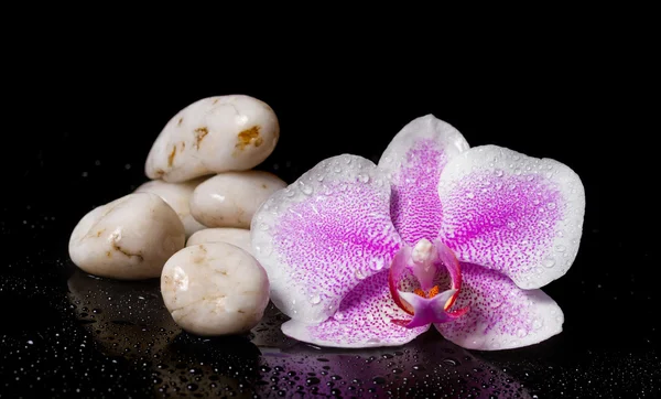 Pembe orkide beyaz zen taşlar ve su üzerinde siyah bir ba damla — Stok fotoğraf