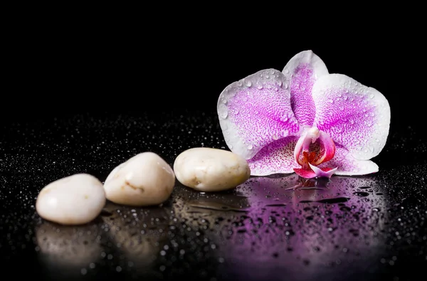 Orquídea rosa com pedras zen brancas e gotas de água em uma ba preta — Fotografia de Stock