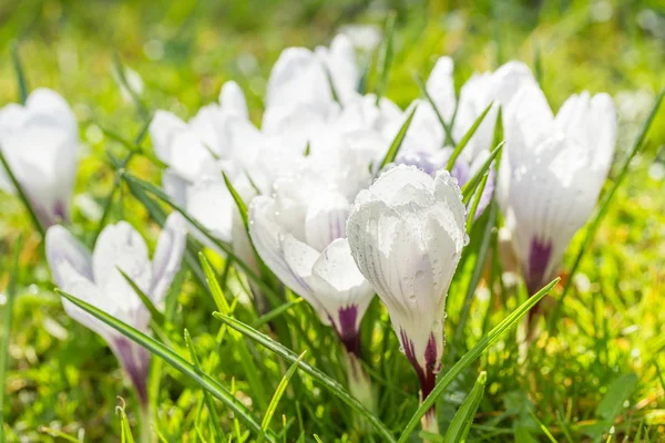 Crocus šafrán květina na jaře s kapkami Rosy — Stock fotografie