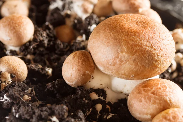 Cogumelos - champinhons cultivados em uma fazenda — Fotografia de Stock