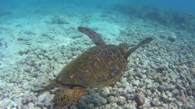 deniz kaplumbağası sualtı hawaii at 