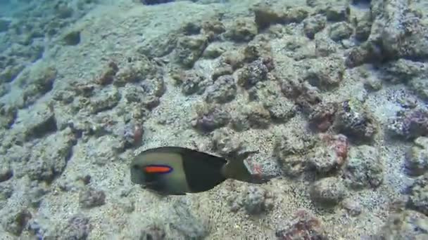 Peixes coloridos em hawaii — Vídeo de Stock