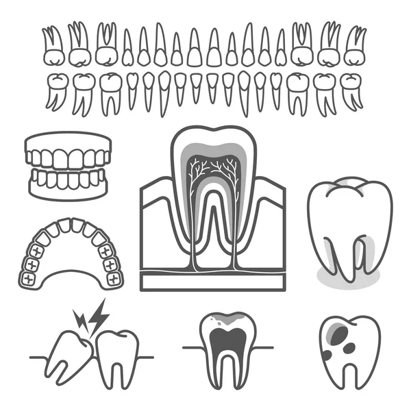 Anatomie lidského zubu. Vektorové ilustrace. — Stockový vektor