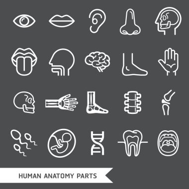 Human anatomy body parts detailed icons set. Vector illustration