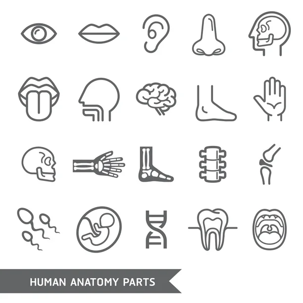 Anatomía humana partes del cuerpo iconos detallados conjunto. Ilustración vectorial — Archivo Imágenes Vectoriales