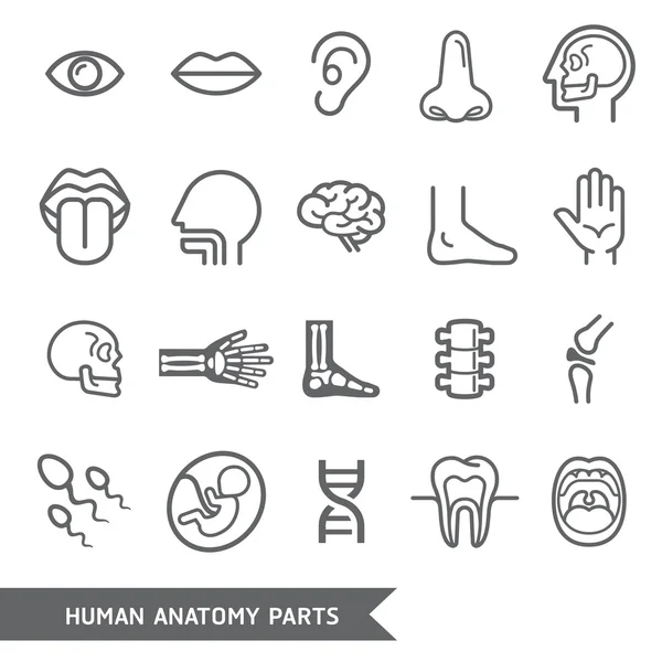 Anatomía humana partes del cuerpo iconos detallados conjunto. Ilustración vectorial Gráficos vectoriales