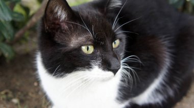 Siyah beyaz kedi. Vahşi yaşam fotoğrafçılığı. Portre