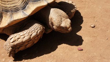 Kumsaldaki yaşlı dev kaplumbağa. Vahşi Yaşam Fotoğrafçılığı