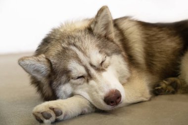 Gri, beyaz ve kahverengi, gözleri kapalı, Sibirya kabuğunun yerde yatan portresi üzerinde uyur. Köpek kurda benziyor.