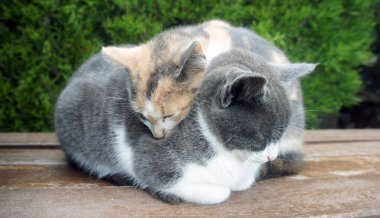 İki küçük uykucu kedi yavrusu. Vahşi Yaşam Fotoğrafçılığı.