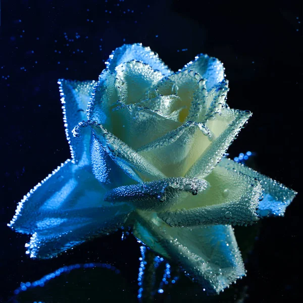 Closeup beautiful white and blue rose with water drops. white rose flower macro in bubbles on a black background. Drop, bubble, water, blue light