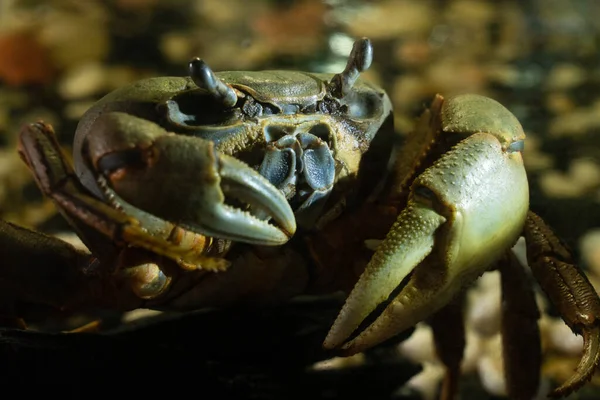 Velký šedozelený krab s mohutnými drápy na pozadí kamenů v soumraku. Krabi jsou desetinní korýši z infrařádu Brachyura. divoký mořský korýš s velkými kleštěmi spočívajícími na souši. — Stock fotografie