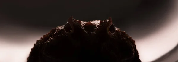 暗闇の中でCeratophys cranwellカエルのシルエット。影の中の怪物の目。不気味な動物の目があなたを見ている。冷血動物の怖い顔。ハロウィンの悪夢。恐ろしいヒキガエルが — ストック写真