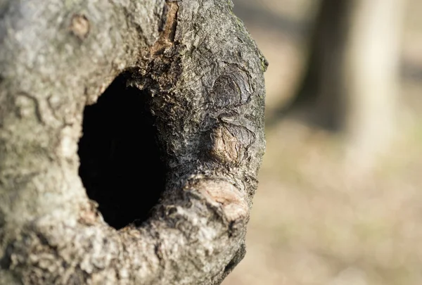 Egy fa Knothole — Stock Fotó