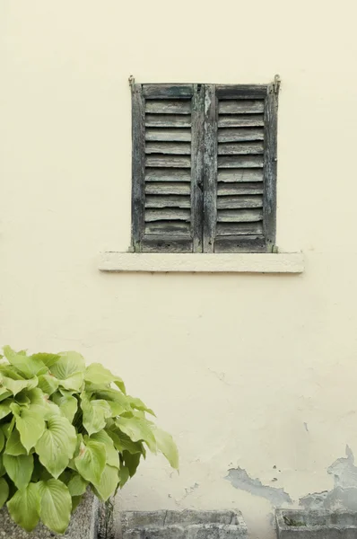 A closed window shutters — Stock Photo, Image