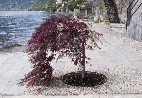 Pequeño árbol acer — Foto de Stock