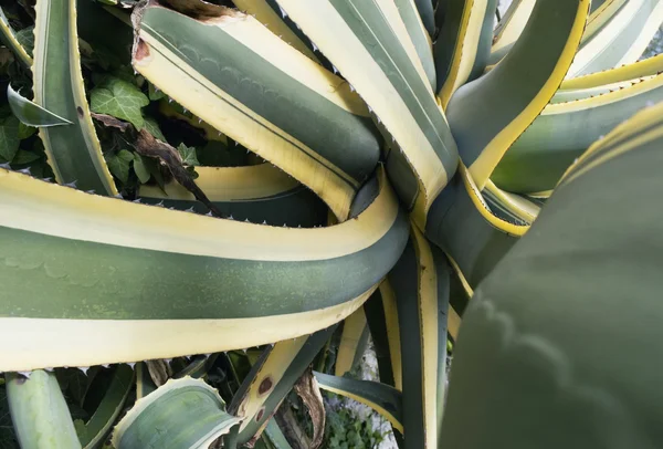 Agave växt på nära håll — Stockfoto