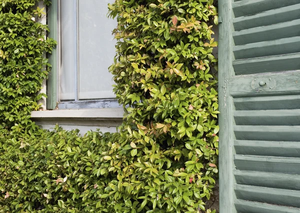 Pencere ve bitkiler — Stok fotoğraf