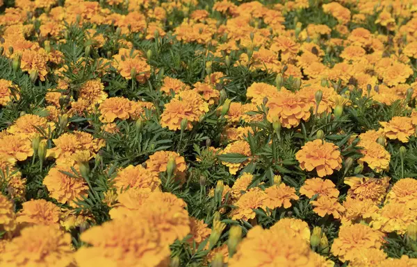 Flowerbed of Marigold flowers — Stock Photo, Image