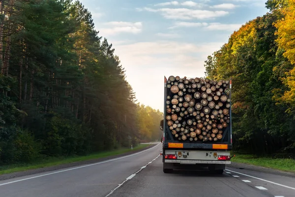 大きな木の松、トウヒ、青空の背景と高速道路の道路上で杉の運転と長い重工業木材キャリア貨物船トラックトレーラーのバックビュー。木材の輸出と輸送の概念 — ストック写真