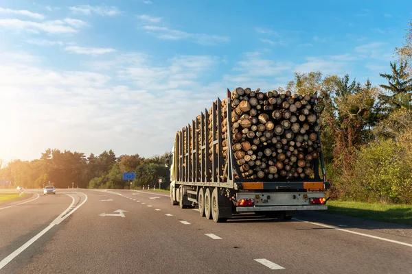 Long heavy industrial wood carrier cargo vessel truck trailer with big timber pine, spruce, cedar driving on highway road with blue sky background. Timber export and shipping concept