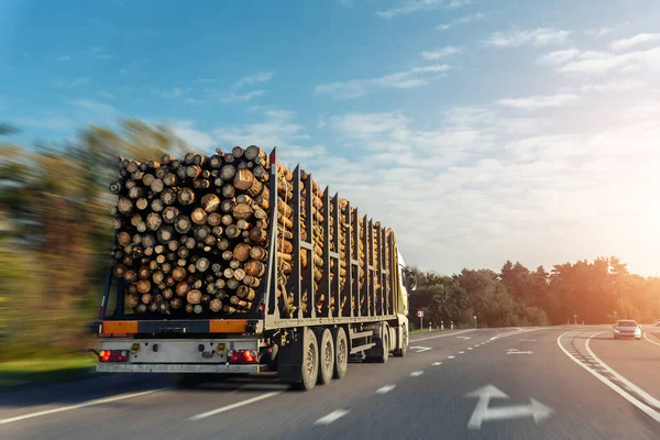 大きな木の松、トウヒ、青空の背景と高速道路の道路上で杉の運転と長い重工業木材キャリア貨物船のトラックトレーラー。木材の輸出と輸送の概念 — ストック写真